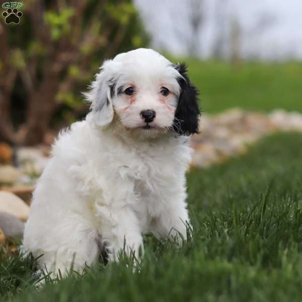 Molly, Cavapoo Puppy